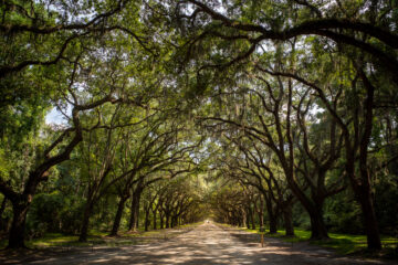 Wormsloe Live Oak Trees