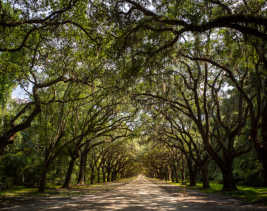 Wormsloe Live Oak Trees