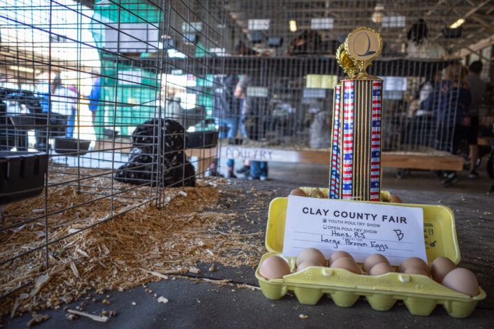 Award winning eggs with trophy at Clay County Fair